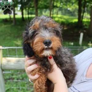 Rocky, Cavapoo Puppy